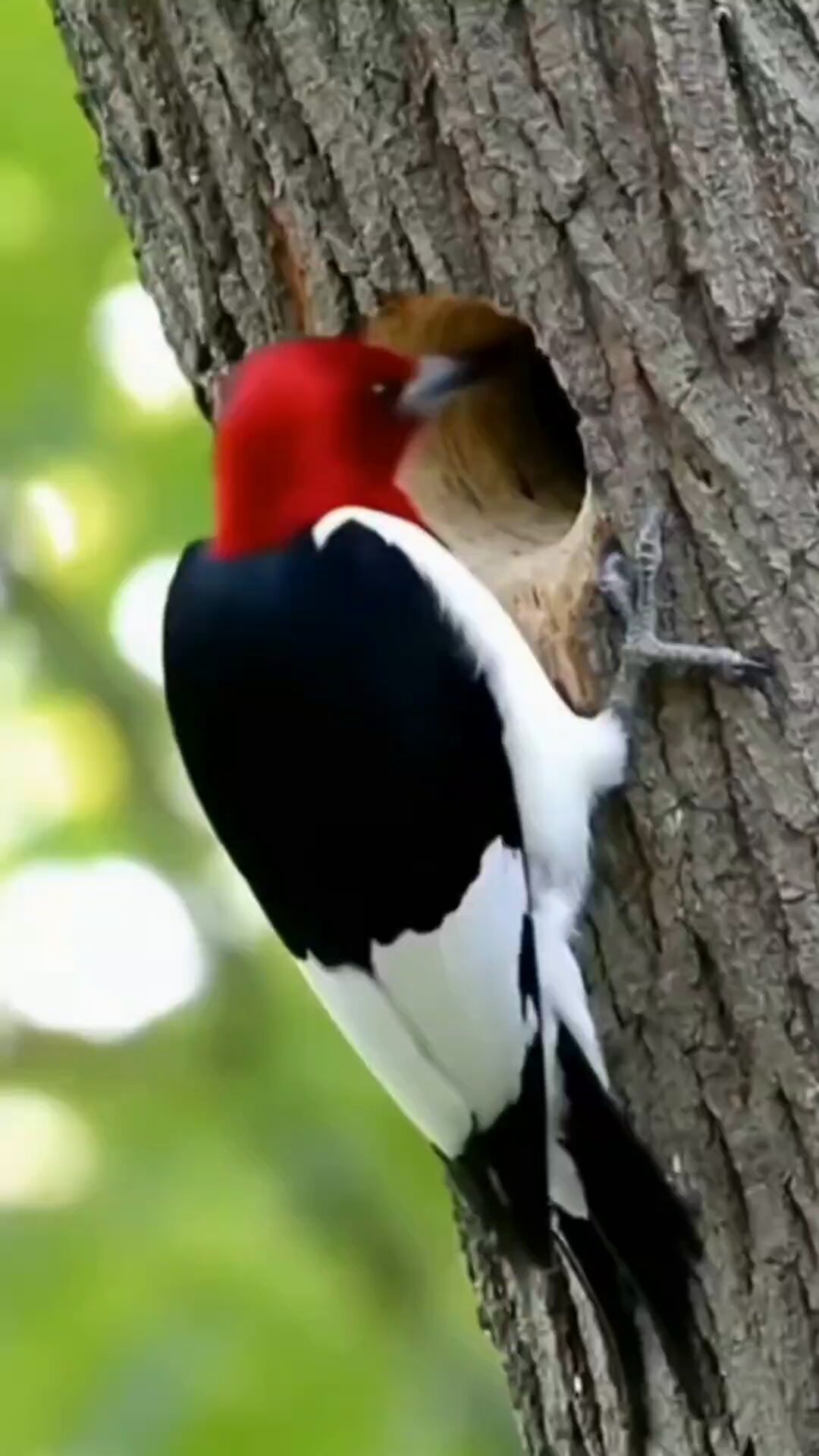 Gun Lovers Club (@GunloverClub1) on X