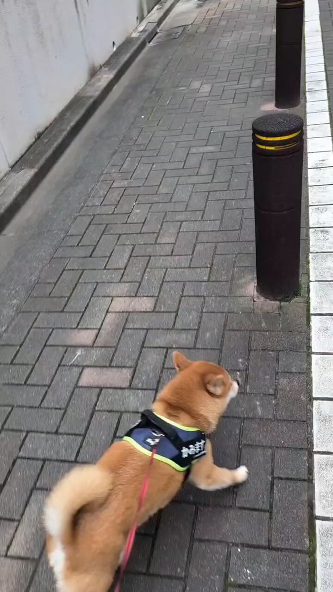 これが好きですイッヌさん🐶'(((💕