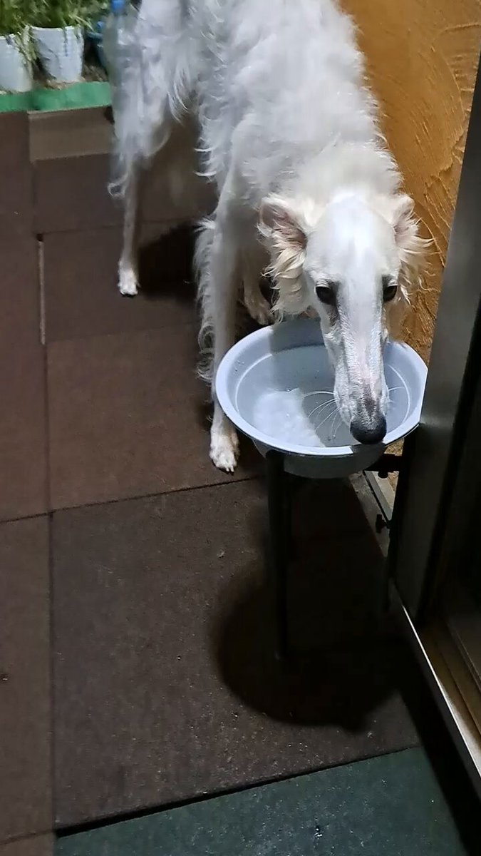 毒チワワ様取り置き 毒チワワ様取り置き