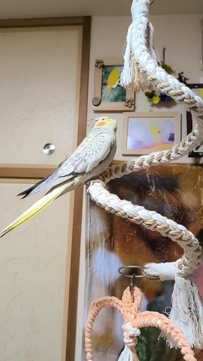 ゆきちゃん＠鳥様専属お世話係 (@teamlovebird) / Posts / X