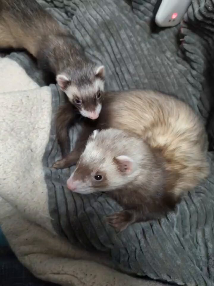 フェレットのいる生活