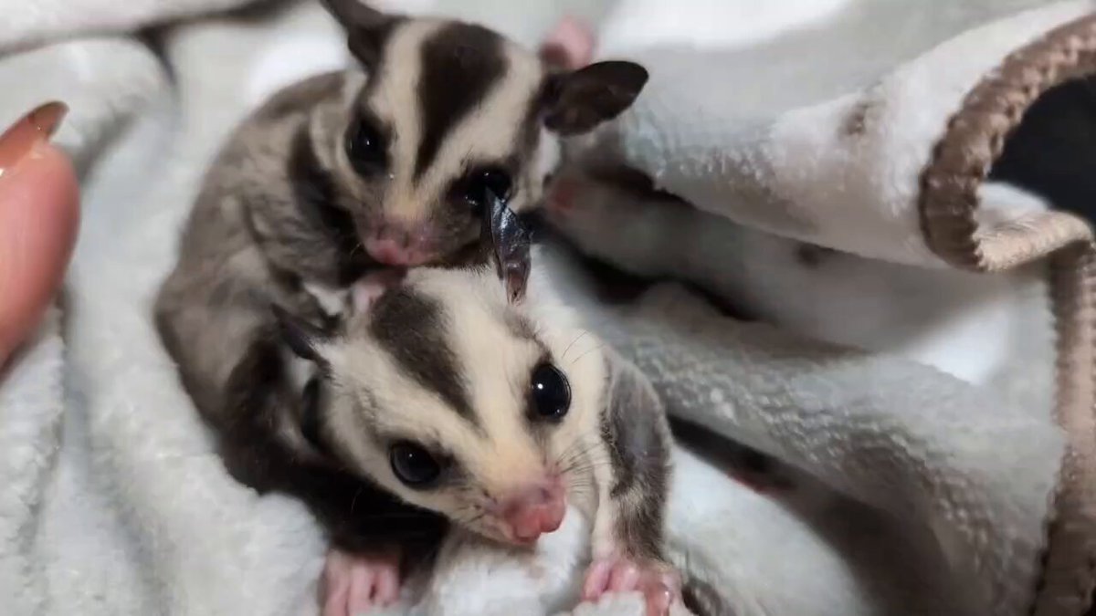 🍑ふくもも✾~ぷくぷく~𓄛𓄛𓄛(名古屋) (@fukumomo_ppp) / Posts / X