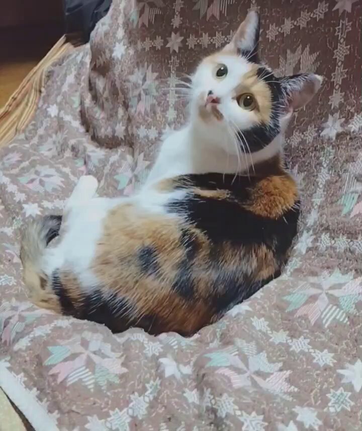 たらのめ Amazon.co.jp: タラの芽