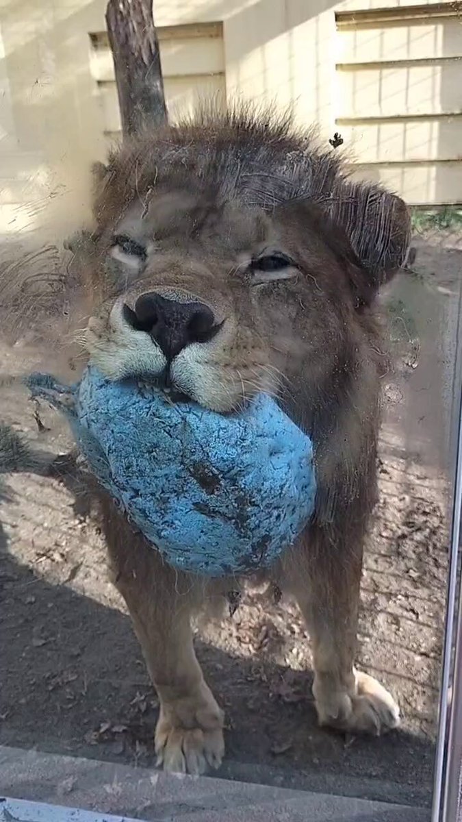 あずきんです。 北海道大納言あずき - 日本橋 八木長本店