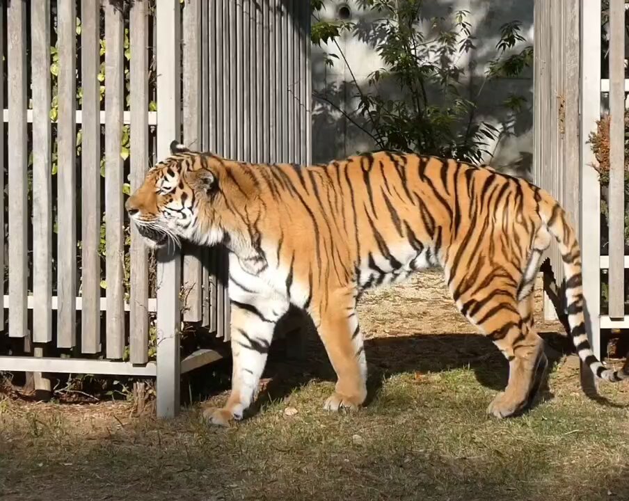 さこθ (@sako4ta) / Posts / X