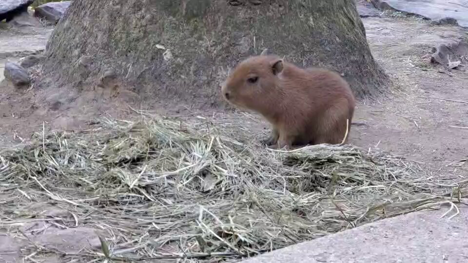 カピバラ子 LIVE】カピバラの五つ子8歳の誕生日 - YouTube