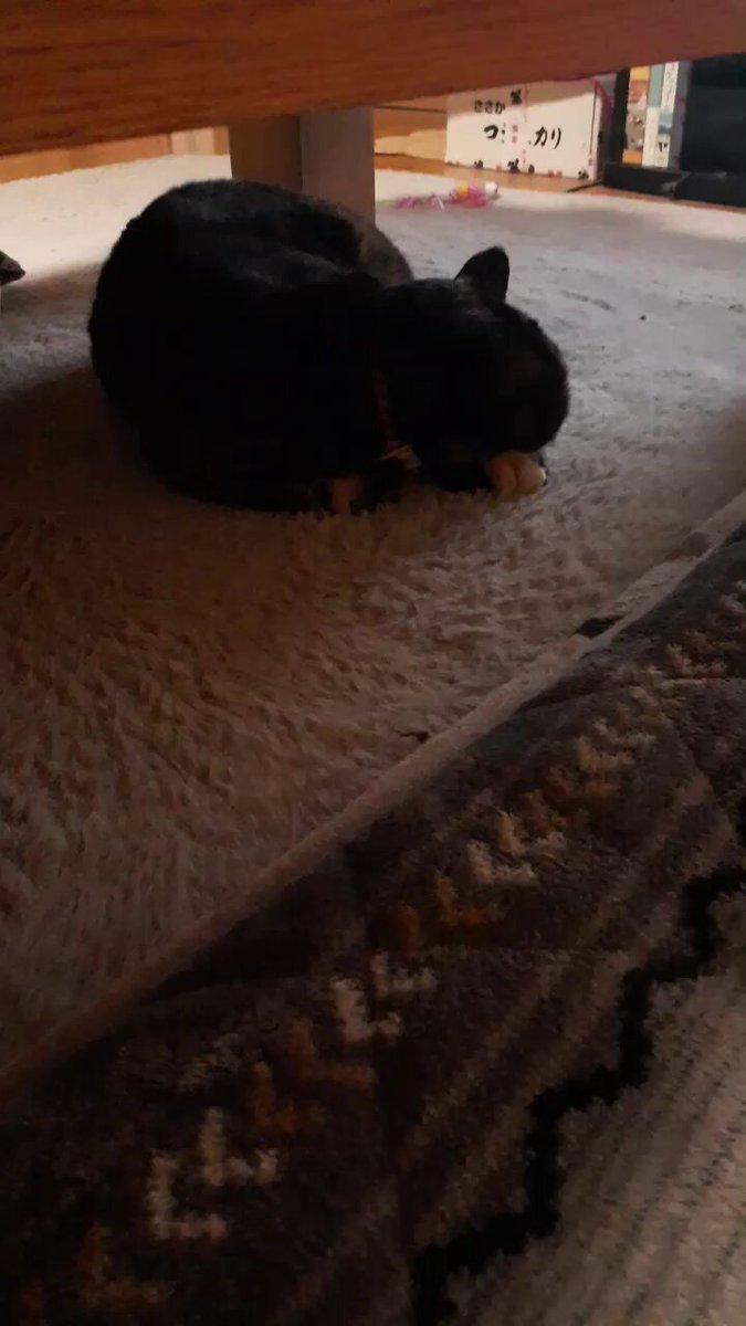 はるるん (@RNPrJ9xfX3PSoaA) / Posts / X