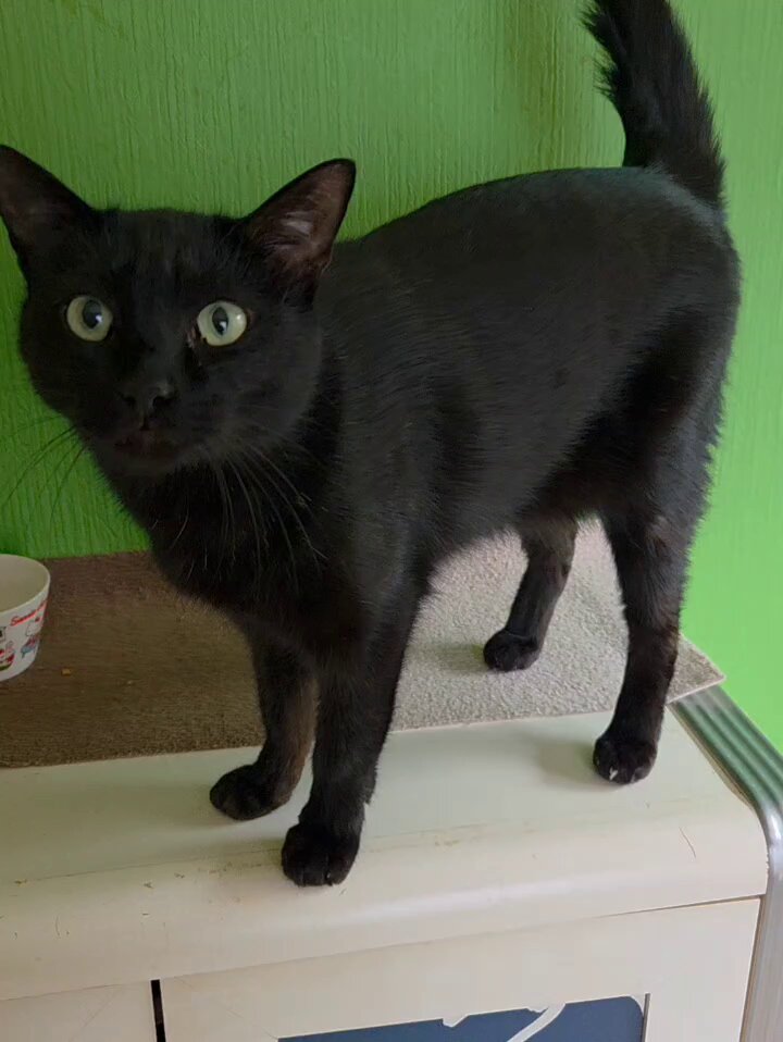 ちったん (@NYANMARUKE) / Posts / X