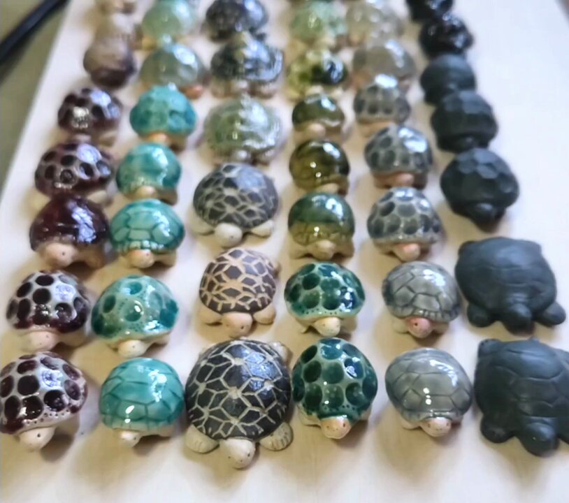 KDS2025 ピックにもなる🐢ちびカメたちも勢ぞろいしました✨ ホシガメ