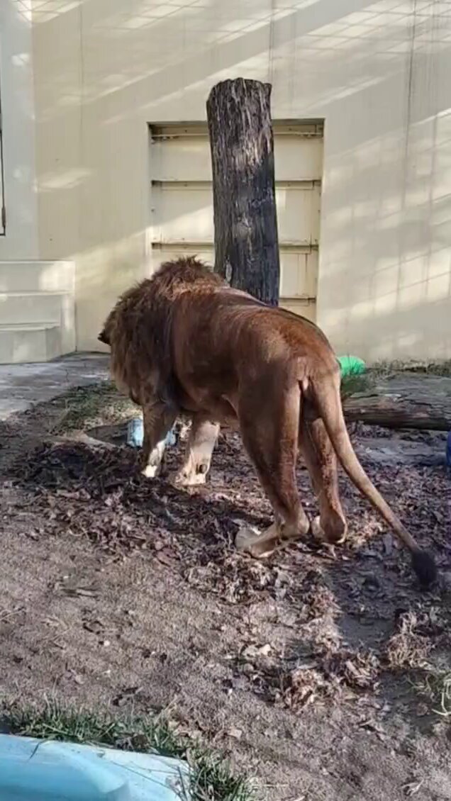 最近気になるライオンちゃん。