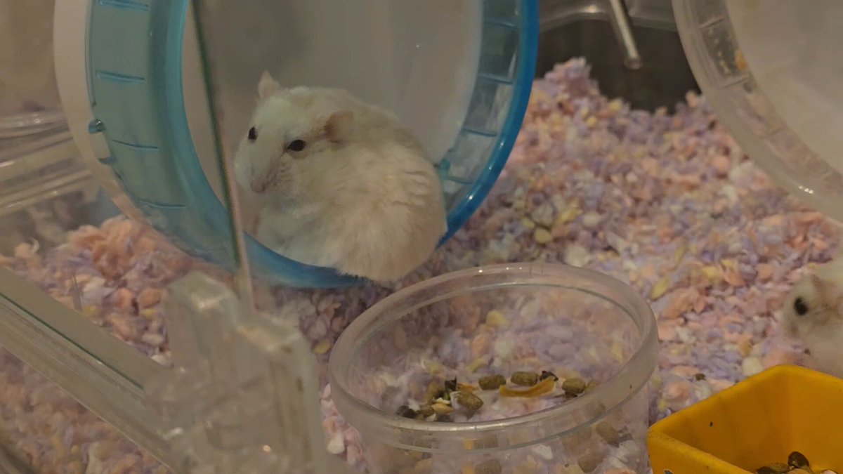 はむ@もっと！はむチラ長屋ch. 11/22ローデンツ東京【G15