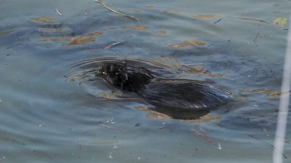 Kyohei🦫 (@Beaver2501) / Posts / X