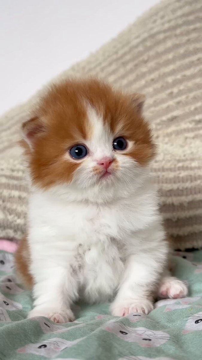 ☃️❄yuki❄☃️ (@_yuki_live_) / Posts / X