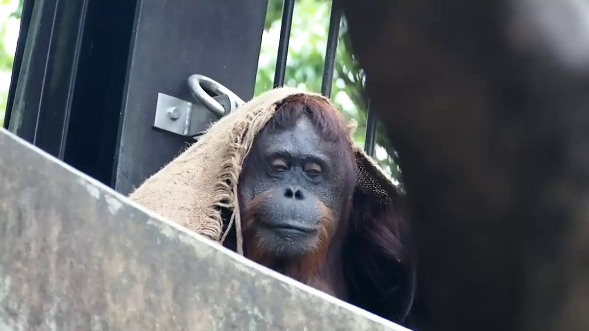 オランウータン