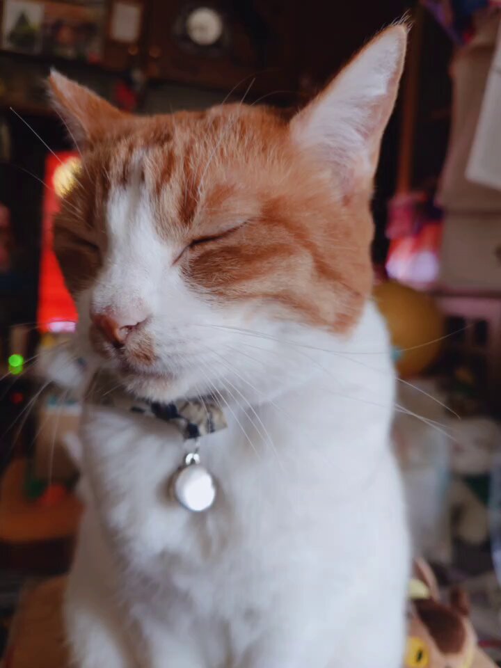 ♬凛郁にゃん♪ (@rinka238) / Posts / X