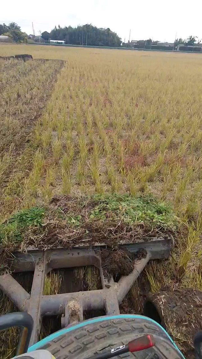 ジャンボタニシくん大尉 (@shinblock_) / Posts / X