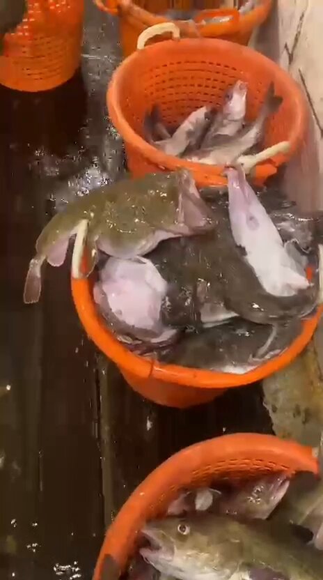 Daar komt gezonde voeding.
Ze doen zo hun best, machtig mooi om te zien. Lust en leven op de Noordzee 
Kan jij zonder vis en
#visserij?