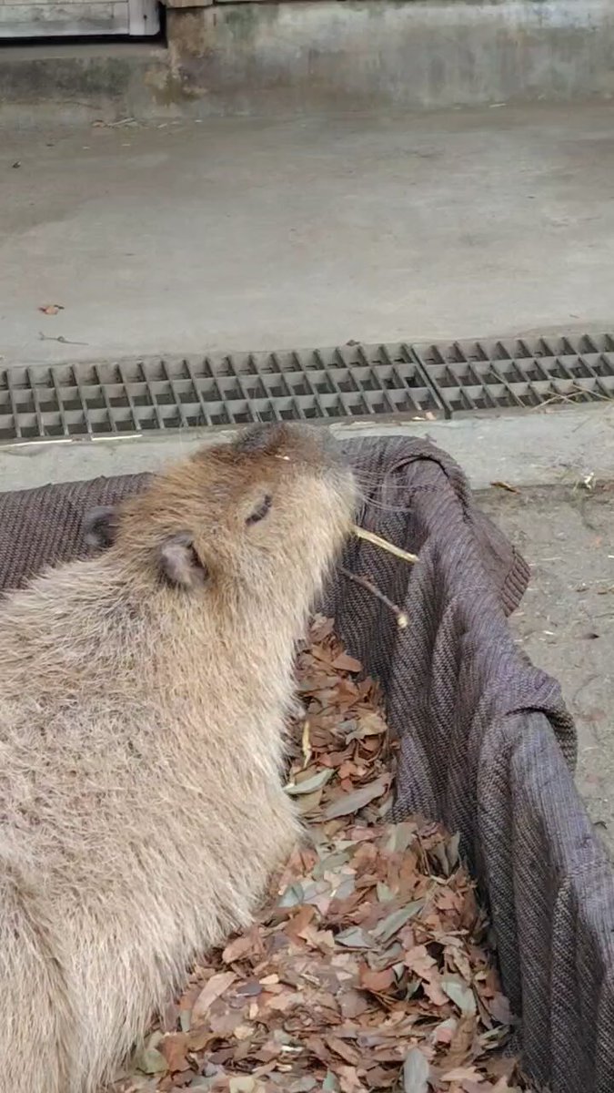 けろけろ (@capyanimal) / Posts / X