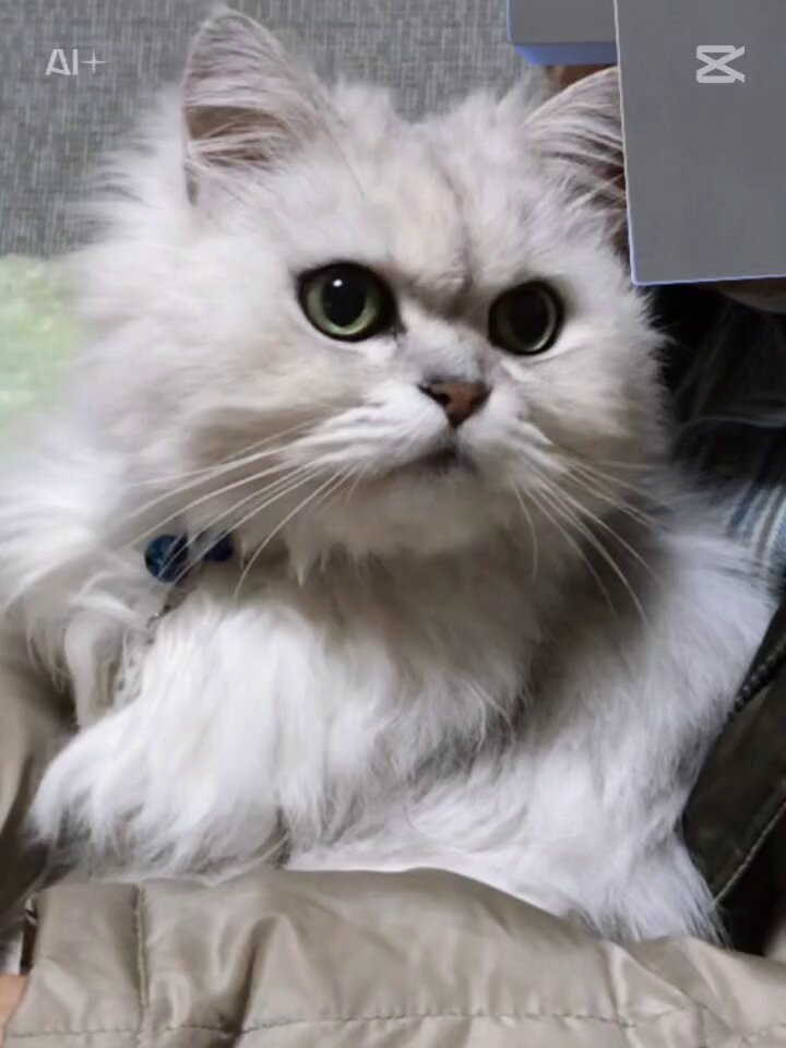 ぎんちゃんのママ (@gintyannomama) / Posts / X