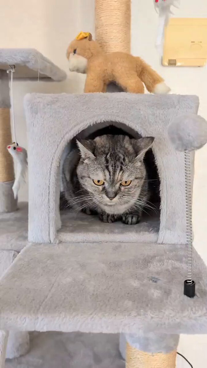 ねこさん⚡(ΦωΦ) (@catnap707) / Posts / X