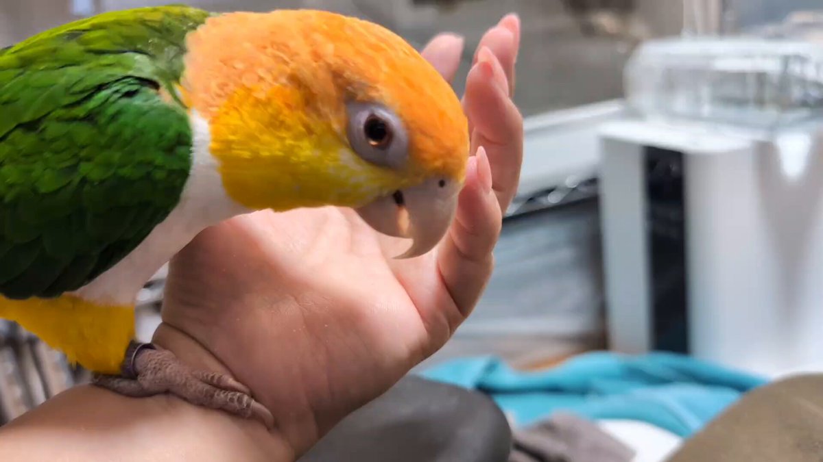 右クリック(2025年度キタアオジタ販売中) (@Migi_c) / Posts / X