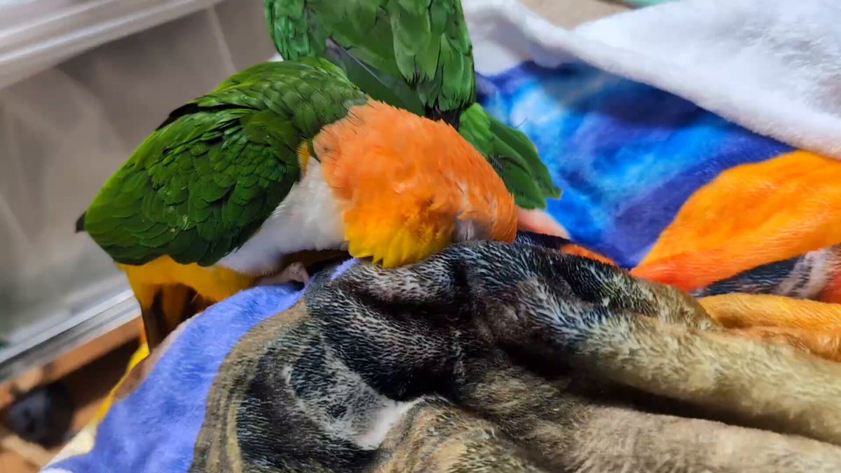 右クリック(2025年度キタアオジタ販売中) (@Migi_c) / Posts / X