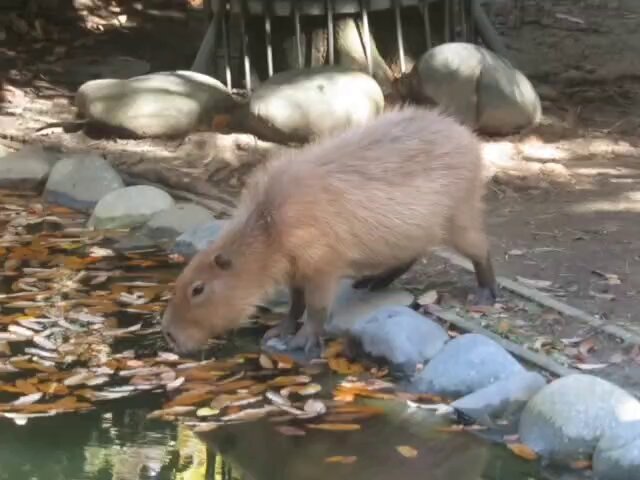 カピバラ #東山動植物園