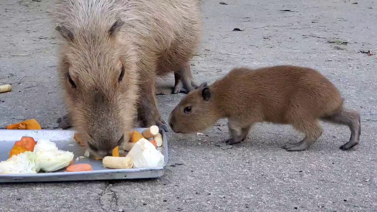 けろけろ (@capyanimal) / Posts / X