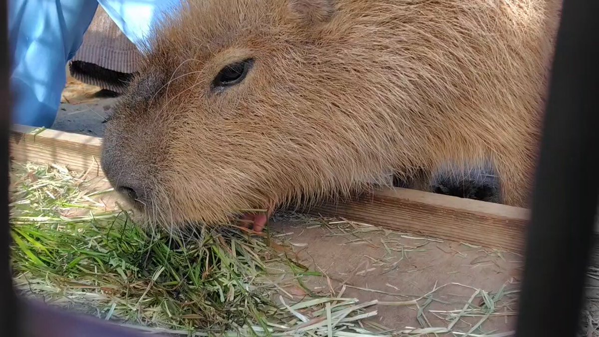 けろけろ (@capyanimal) / Posts / X