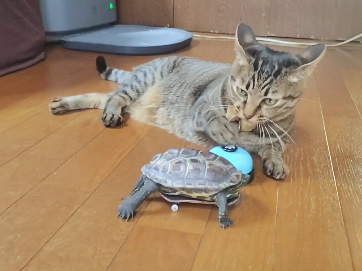 アメチカンのもな@福岡の猫 (@Mh0MLiErcV8E97C) / Posts / X