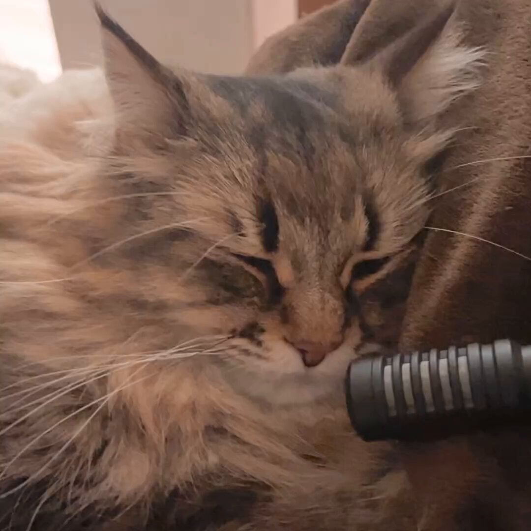 ヤマネコ (@ymnc_rf) / Posts / X