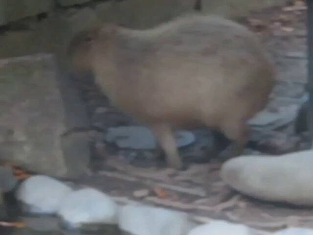 カピバラ #東山動植物園