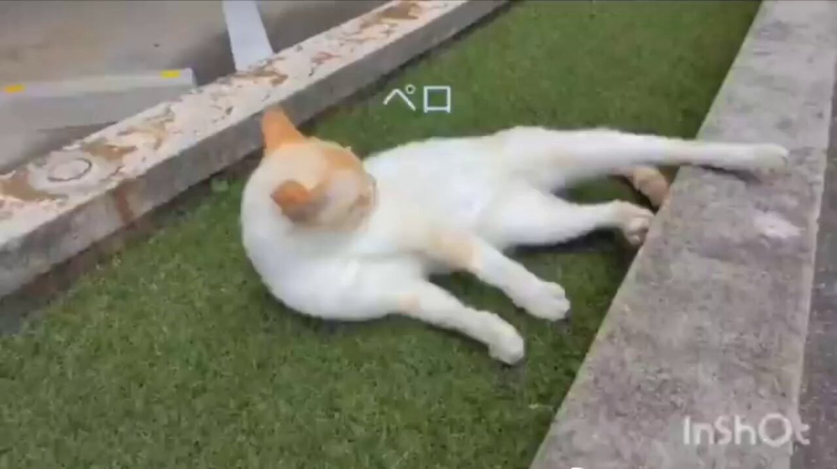 ◯.o)ﾉ゛混茶🍵