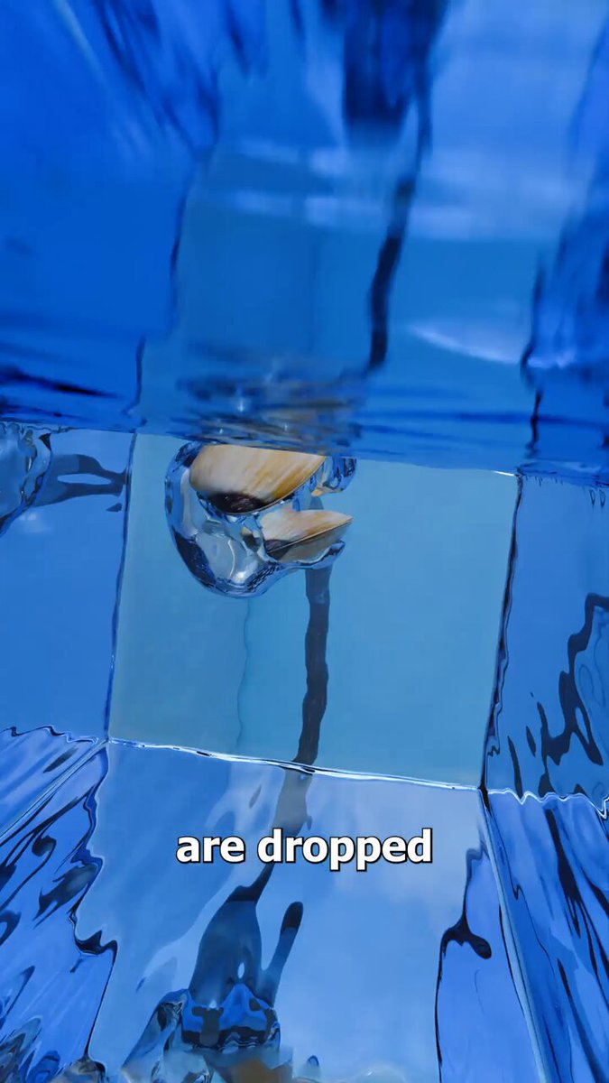 海貝石 6,36㎏ 165ミリ 強運を呼び込む 危険を回避 魔除け 健康運 Post by ちゃう君@Love dog on X: ほぅ🤔