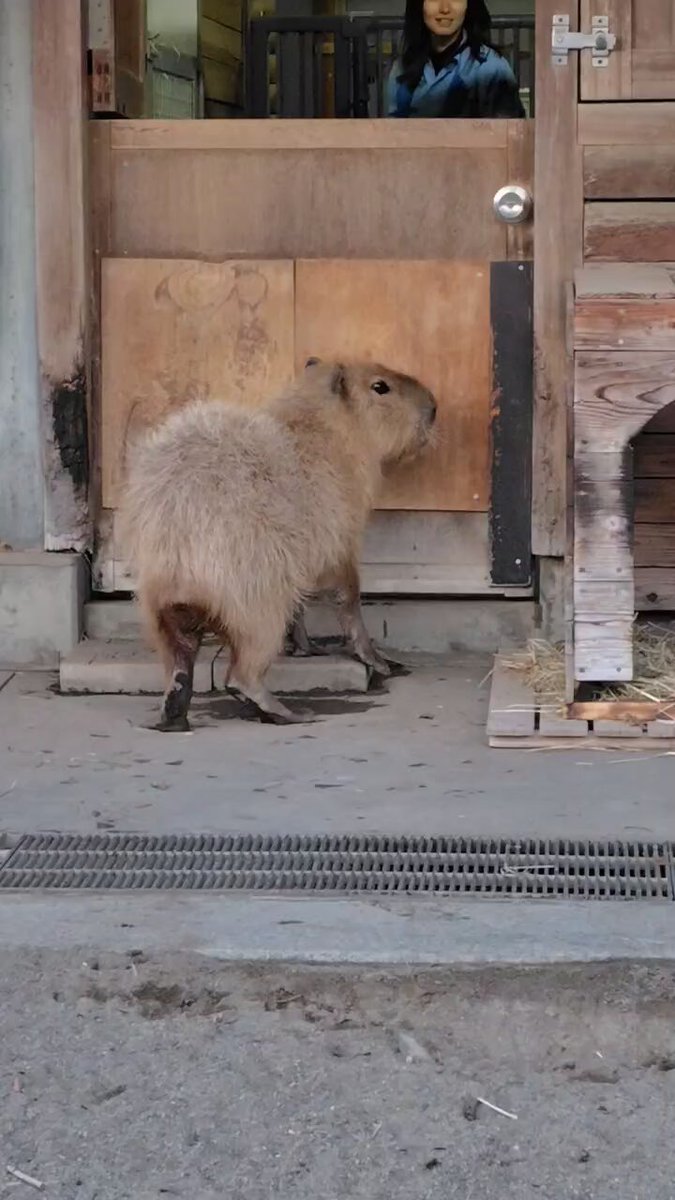 けろけろ (@capyanimal) / Posts / X