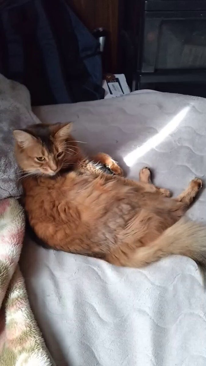 オニャンコポン🐈‍⬛ (@anotokinoneko22) / Posts / X