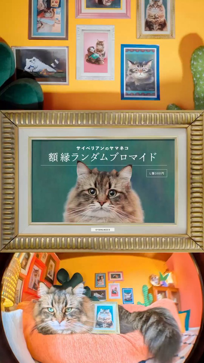 ヤマネコ (@ymnc_rf) / Posts / X