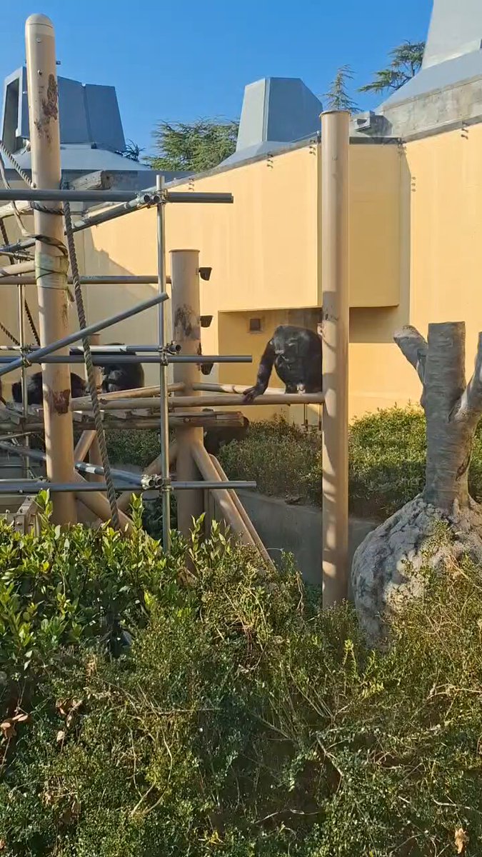 チンパンジー あれっ それなぁ～🥰 ③②… #京都市動物園〈12 .7〉