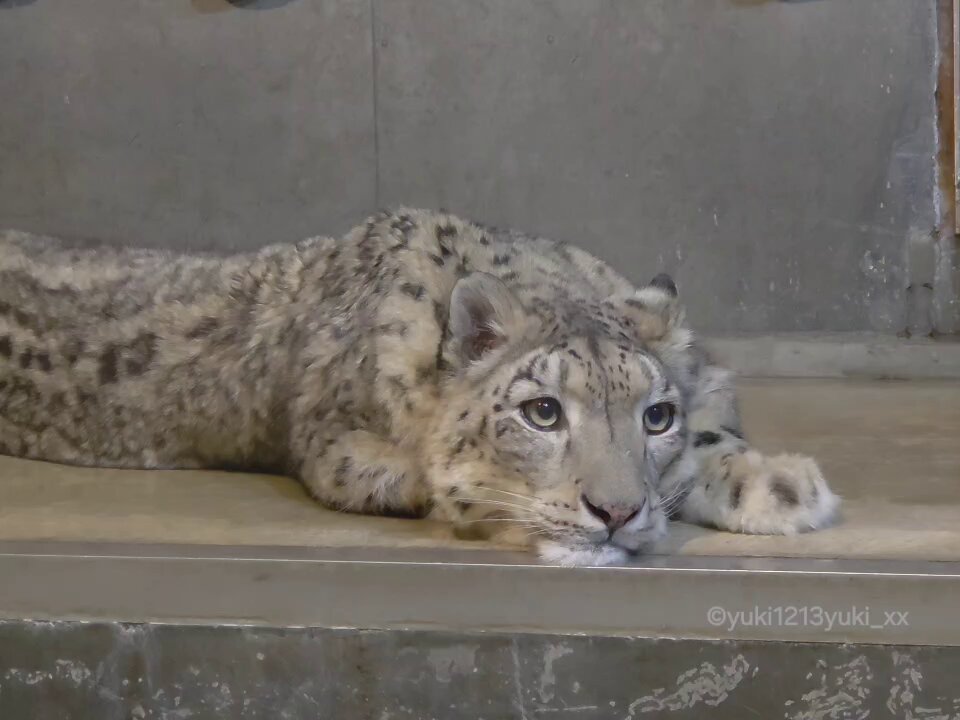 ♡monkeyページ♡ Lee Aller of Lab Monkeys Presents Crazy Monkeys OG Mono x Daruma