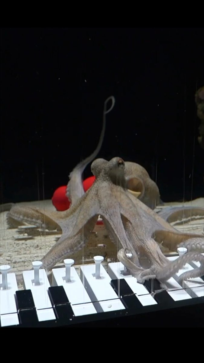 أخطبوط يعزف البيانو. نجح الموسيقار السويدي ماتياس كرانتز في تدريب أخطبوط على عزف البيانو، بعد ستة أشهر من العمل المتواصل 