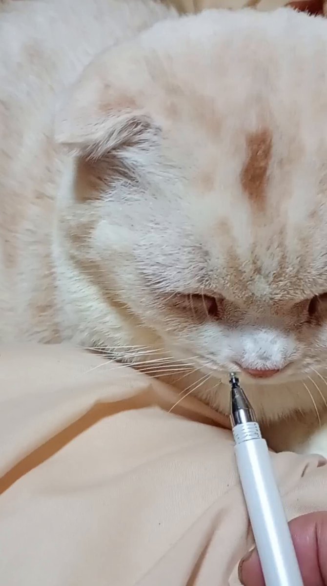 みーちゃん (@pon3767) / Posts / X