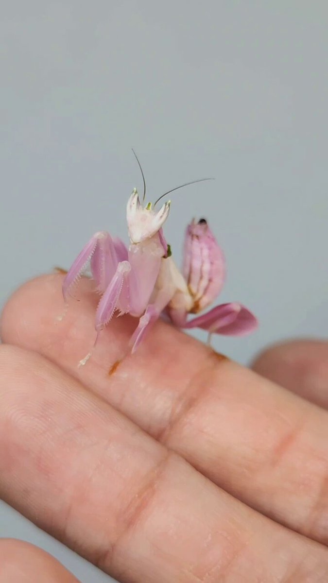 Post by ちどり on X: キレイ✨