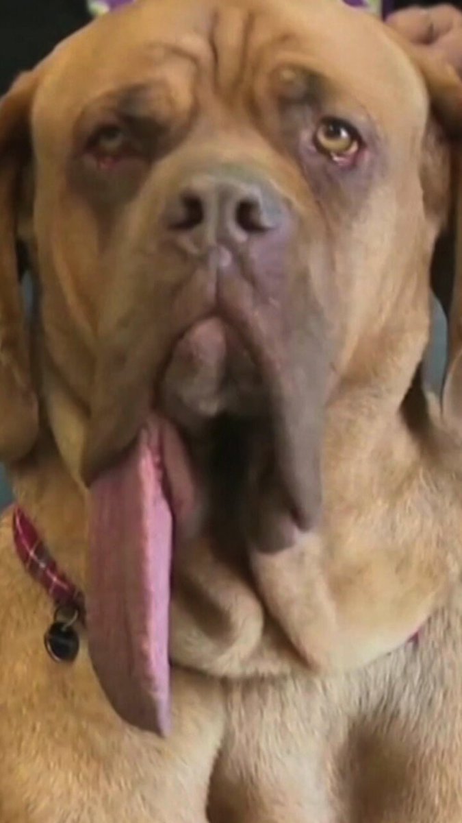 كلب يدخل غينيس بطول لسانه 