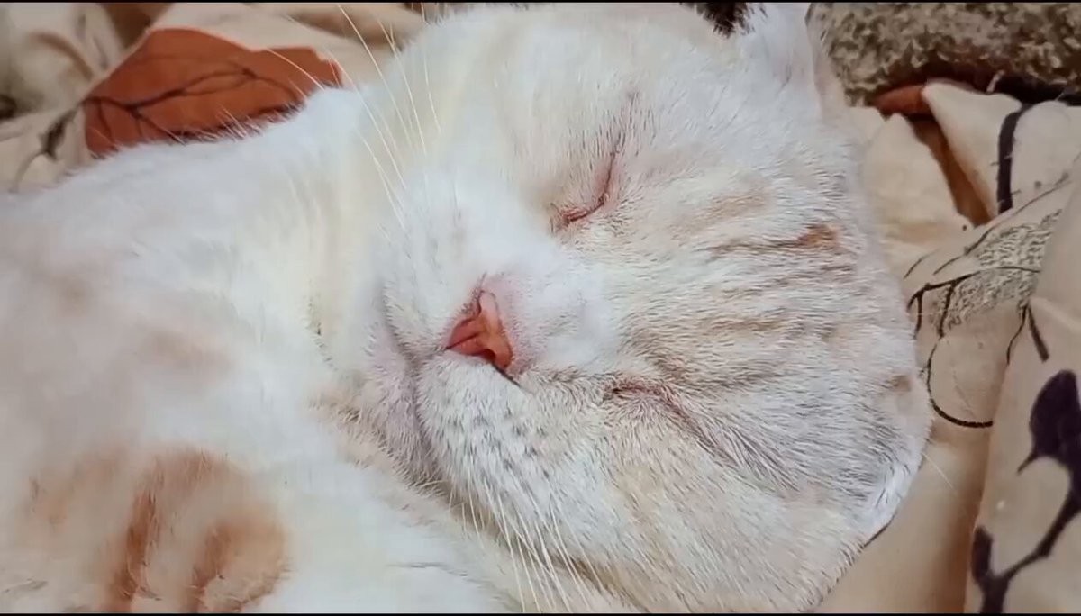 みーちゃん (@pon3767) / Posts / X