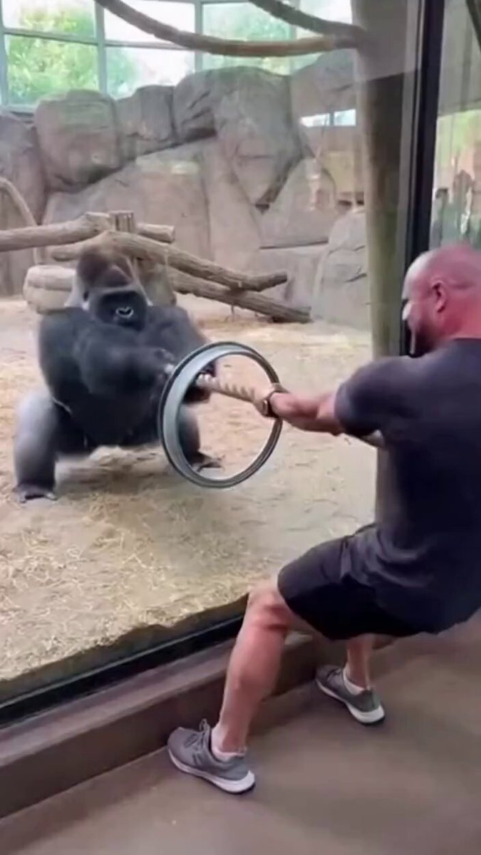 You shouldn't play with a gorilla 🙆‍♂️.