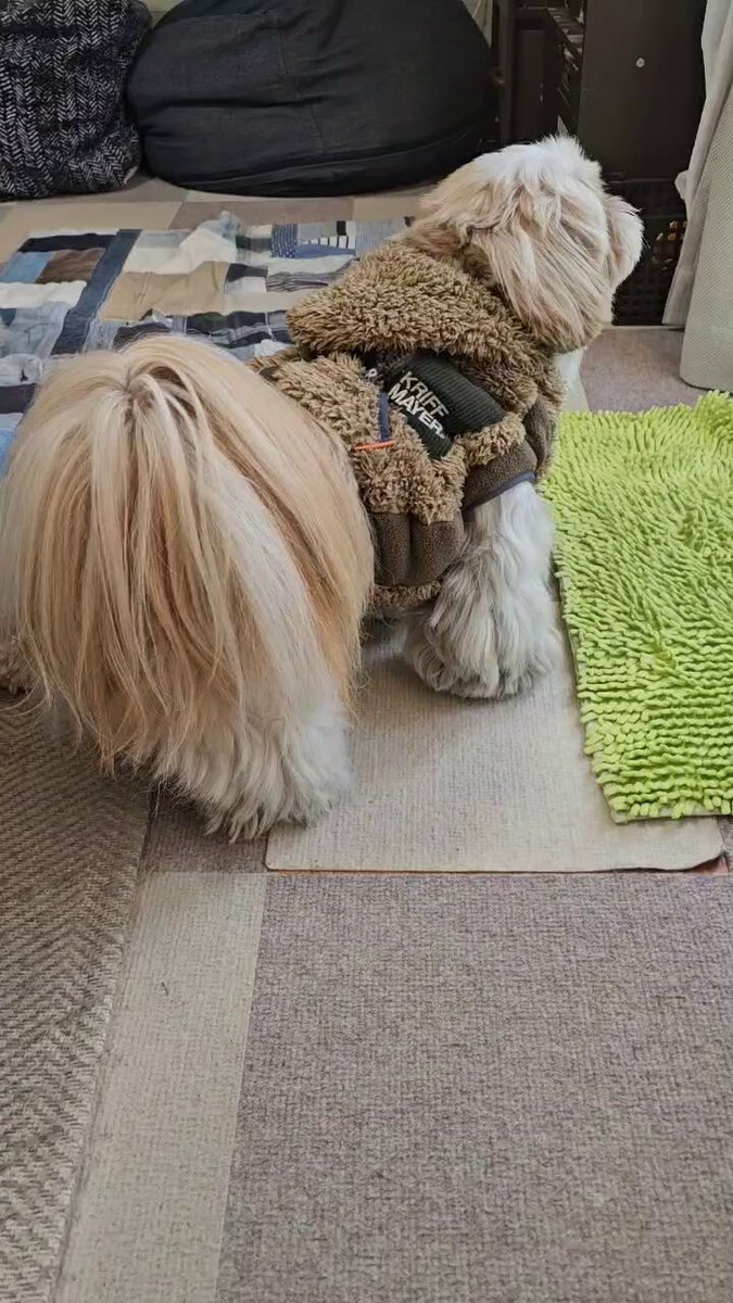 ハーちゃん農園♡さん専用 しおまめはなちゃん🐾̑̈‎´(◍•㉦•◍)๑ﾜﾝ! (@lovesiomame0013) / Posts / X