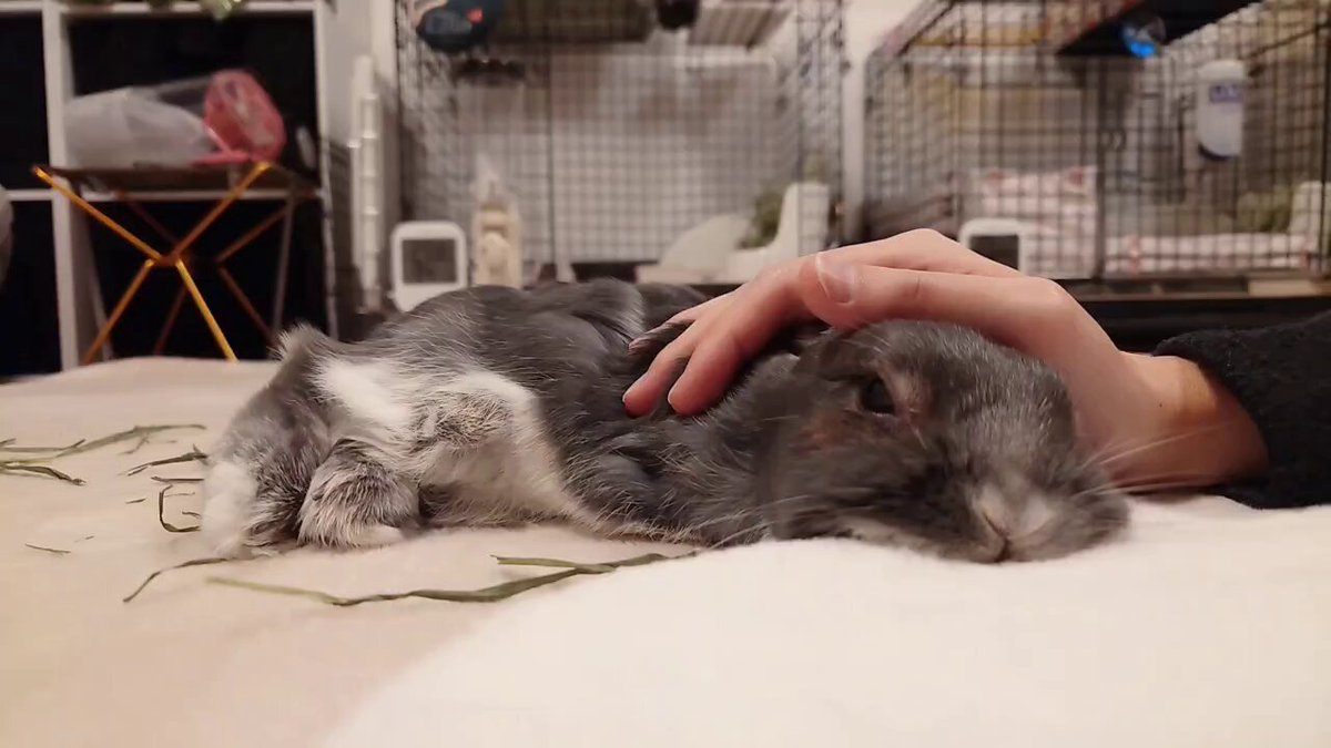 とろけるうさぎさん🫠