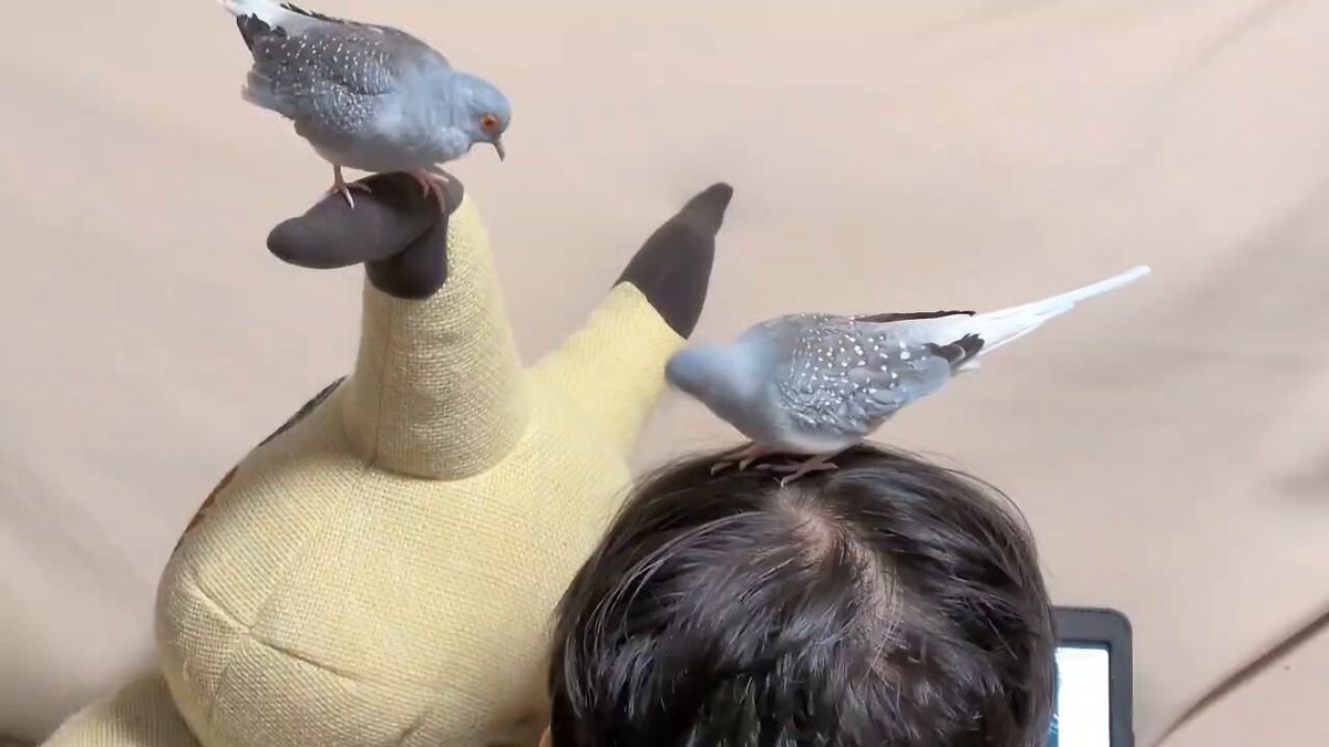 ばたこ (🍠)〄 (@batako_mo2bock) / Posts / X