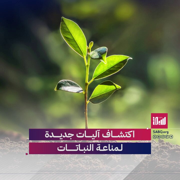 آليات جديدة لمناعة النباتات تمهّد لمحاصيل تتحمّل الحرارة والجفاف والأمراض 