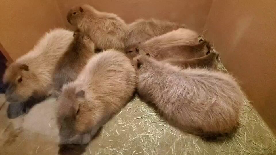 けろけろ (@capyanimal) / Posts / X